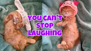 Funny orange cats! You can't stop laughing. Part 2