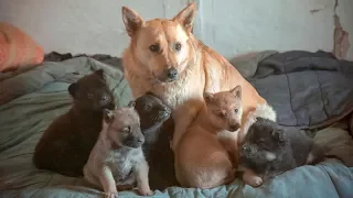Собака с щенками охраняет заброшенный дом в котором ее предал хозяин До слез help the puppies