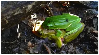 Zhangixalus smaragdinus - Large Tree Frog