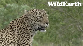 WildEarth - Sunrise  Safari - 22 Dec 2022
