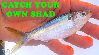 GET ALL THE SHAD YOU NEED   7 HELPFUL TIPS