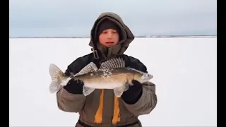 Судак на жерлицы зимой.