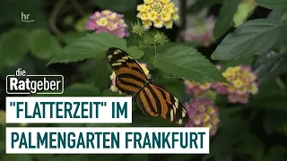 Schmetterlinge aller Art im Palmengarten Frankfurt | Die Ratgeber