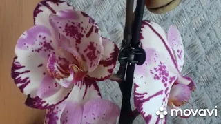 #Орхидея Magic Art#Домашнее и магазинное цветение#В чем разница?! #