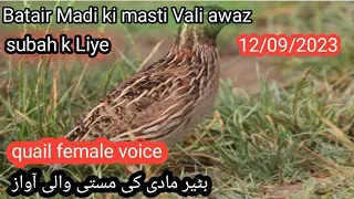 batair Madi ki masti Vali awaz/quail female voice/بٹیر مادی کی مست آواز#asifkhantv