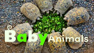 More Zoo Babies | Baby Animals | Season 2 Episode 6