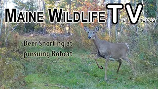 Bobcat chase Deer | Big Buck | Snorting | Stomping | Coyote | Trail Cam | Maine Wildlife Trail Video