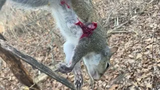 Missouri squirrel hunt with shots on video
