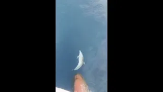 #dolphin #joyfull  #playing #ocean dolphin playfully riding the bow wave of a ship