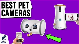 9 Best Pet Cameras 2021