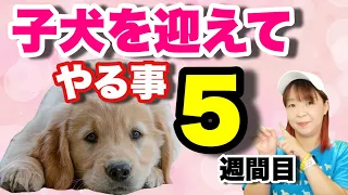 子犬を迎えて5週間目　やるべきしつけをドッグトレーナーが解説します！【子犬の育て方#5】