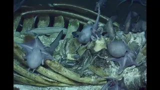 a Baleen Whale carcass being devoured by Octopuses & other aquatic creepy crawlies