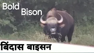 Tadoba - Bison Spotted | Indian gaut | Tadoba National Vlog | let's go Vlogs & Lifestyle