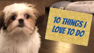 10 Things a Shih Tzu Puppy Loves to Do | 16 Weeks Old