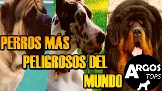 6 RAZAS DE PERROS MAS LETALES Y PELIGROSAS DEL MUNDO