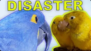 MY HYACINTH MACAW MEETING MY GOLDEN CONURES for the FIRST TIME! REACTION VIDEO