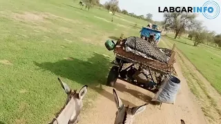 Labgar : Sur les routes de la transhumance . Retour des éleveurs de Tamba à Bidi (Podor).