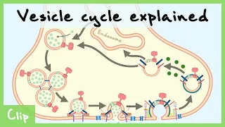 Vesicle Cycle Explained (& Clathrin-Mediated Endocytosis) | Clip
