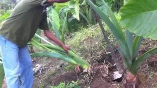 The Giant Taro plant! How big will their corms?