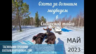 Охота на большого медведя в Сибирской тайге. Май, сезон2023