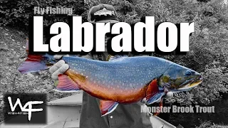 W4F - Fly Fishing Brook Trout - Labrador Canada