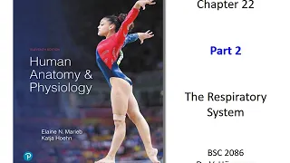 (FAU BSC 2086) Chapter 22 The Respiratory System Part 2