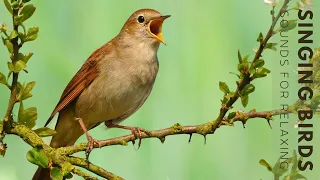Relaxing Birds Sounds - Birds Singing for 24 hours Relaxation, Soothing Nature Sounds, Sleep aid