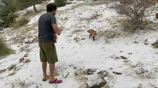 Playing banjo for a wild fox — Winter came back yesterday and so did Foxy!