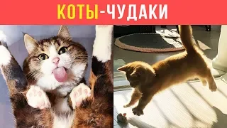 Приколы с котами. КОТЫ-ЧУДАКИ | Мемозг #97