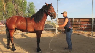 Training a wild mustang horse ~ groundwork in the first 30 days