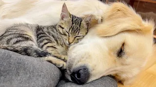 How Tiny Kitten and Golden Retriever Became Best Friends Compilation