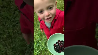 Picking Mulberries