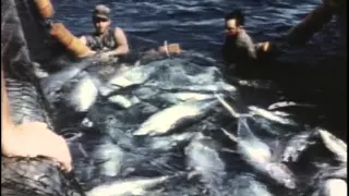 13 1970 Живое море - Подводная одиссея команды Кусто