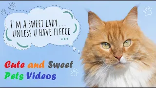 You will get STOMACH ACHE FROM LAUGHING SO HARD - Funny Dog and cat Videos 2021