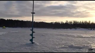 Налим совсем один..        БЕЛЬДЮГА