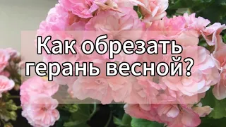 Как правильно обрезать Герань для пышного цветения?🌸☝️