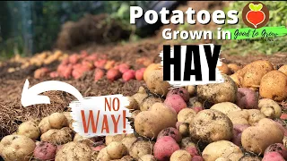 Our BEST Ruth Stout Potato Harvest 2021! | No Dig Potatoes DEEP Mulch Gardening | Guten Yardening