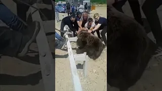 Водители спасли медведя.