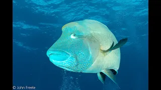 Above & Below Palau Dive Trip in 4K UHD - Relaxation Video