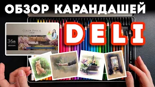 Обзор цветных карандашей Deli