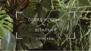 Повний огляд кімнатних рослин | частина 1| 115 рослин у вітальні