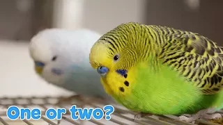 Is it better to have One Budgie or Two?