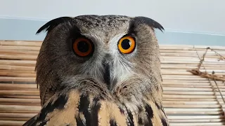 Yoll the eagle owl's moulting. Feather loss and grabby claws