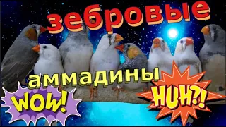 зебровые аммадины пополнение/ как амадины размножаются - птенцы/кореллы