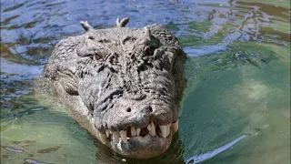 Two Crushing Crocodile Attacks From Cahills Crossing Australia