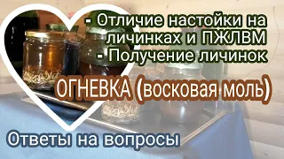 Отличие настойки ОГНЕВКИ (восковой моли) на личинках и ПЖЛВМ. Получение личинок. Ответы на вопросы