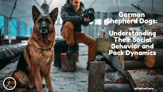 German Shepherd Dogs: Understanding Their Social Behavior and Pack Dynamics