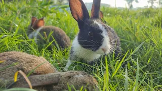 After a long time I let the baby rabbits out to eat grass 🐇🐰| Cute baby rabbit | baby bunny |