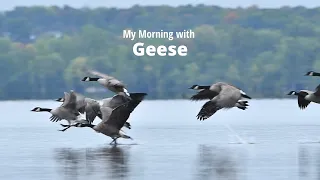 My Morning with Geese - Ottawa River