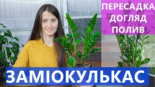 ЗАМІОКУЛЬКАС ДОГЛЯД ТА ПЕРЕСАДКА 🌿 ЩО РОБИТИ ПІСЛЯ ПОКУПКИ 🎁 ВИРОЩУВАННЯ В ДОМАШНІХ УМОВАХ 🏡